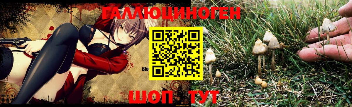 Псилоцибиновые грибы Psilocybe  Вход с VPN  Сергиев Посад 